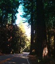 tall trees lining a rural road 