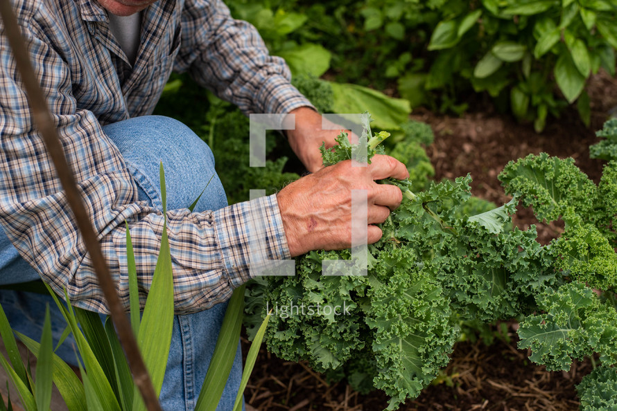 an elderly man tending the garden 