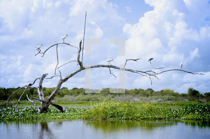 birds on a tree in a marsh 