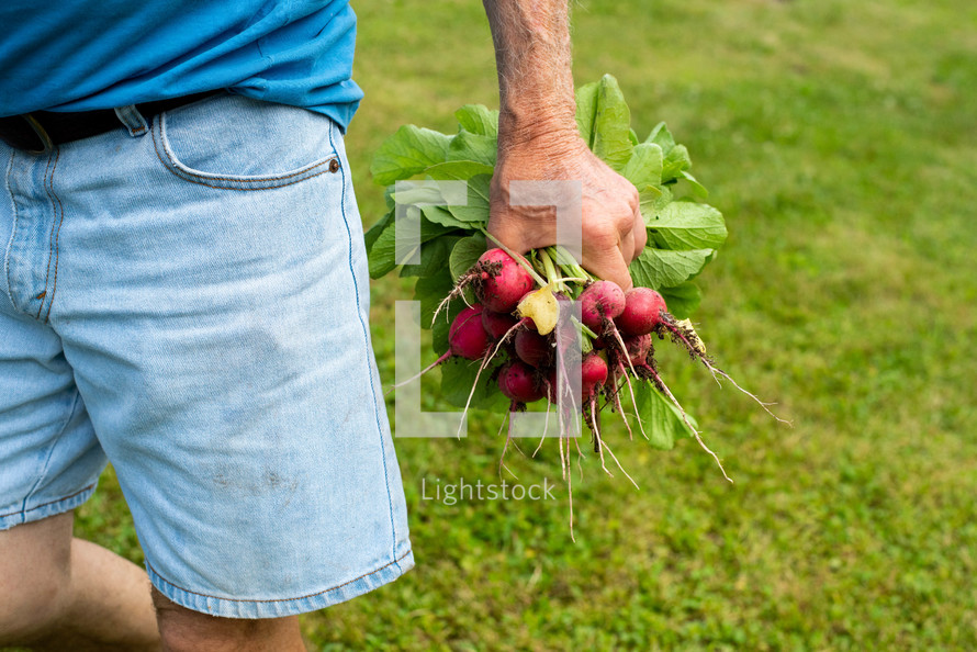 man with radishes 