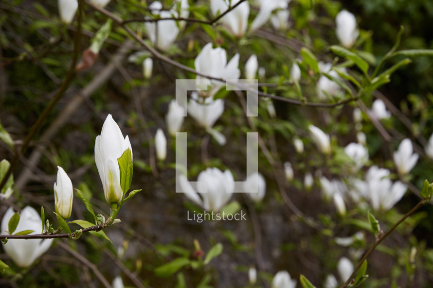large white flowers on a tree 