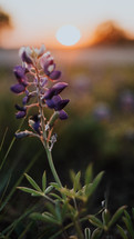 purple flower at sunset 