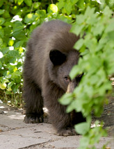 Brown bear cub peeking around bushes.
