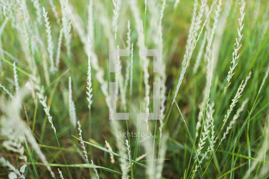 Stalks of grass.