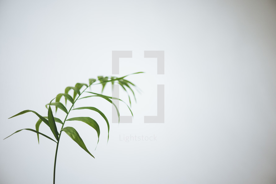 plant leaves against a white background 