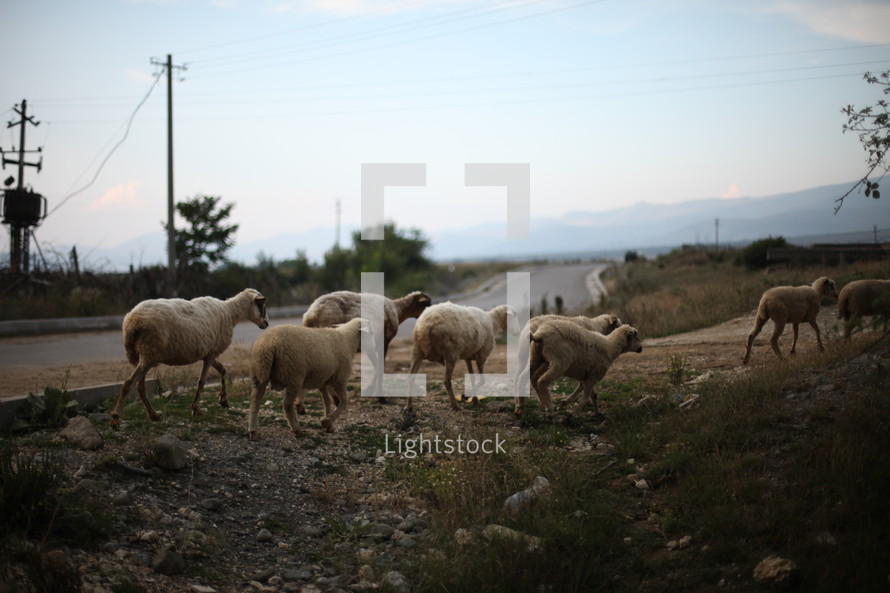Herd of sheep in the dirt near a road.