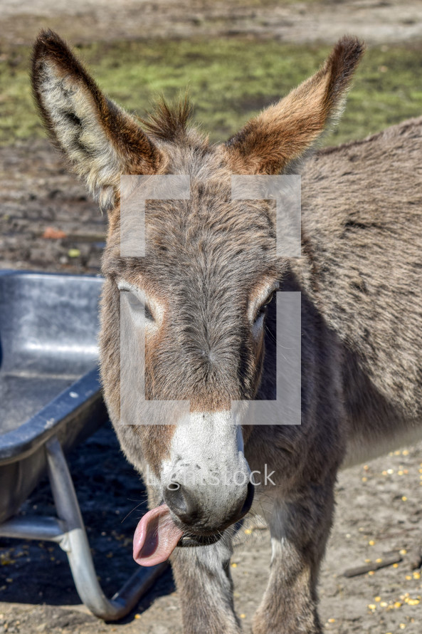 Donkey with his tongue sticking out 