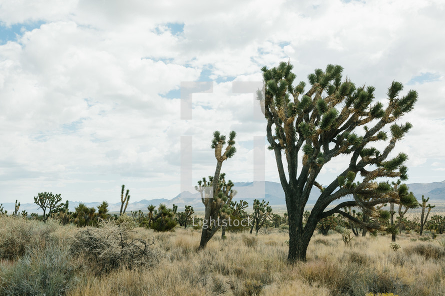 desert landscape 