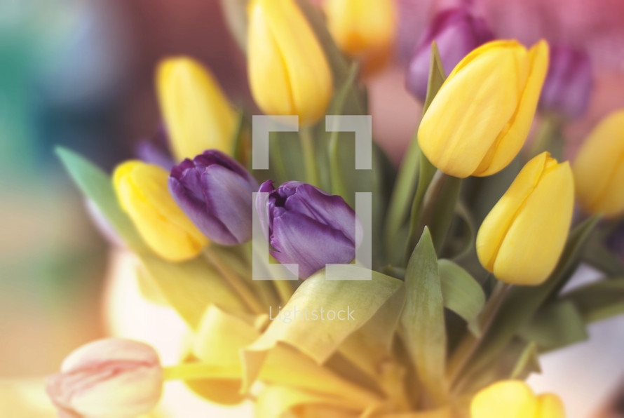 Springtime tulips. Purple and yellow!