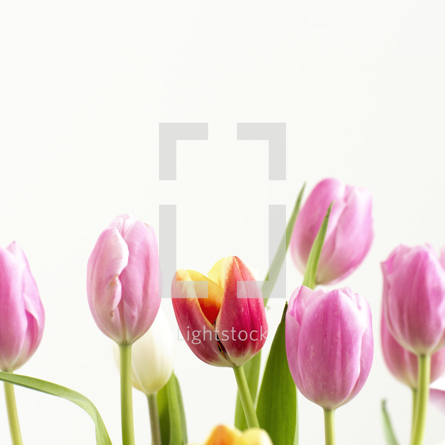 pink tulips against a white background 
