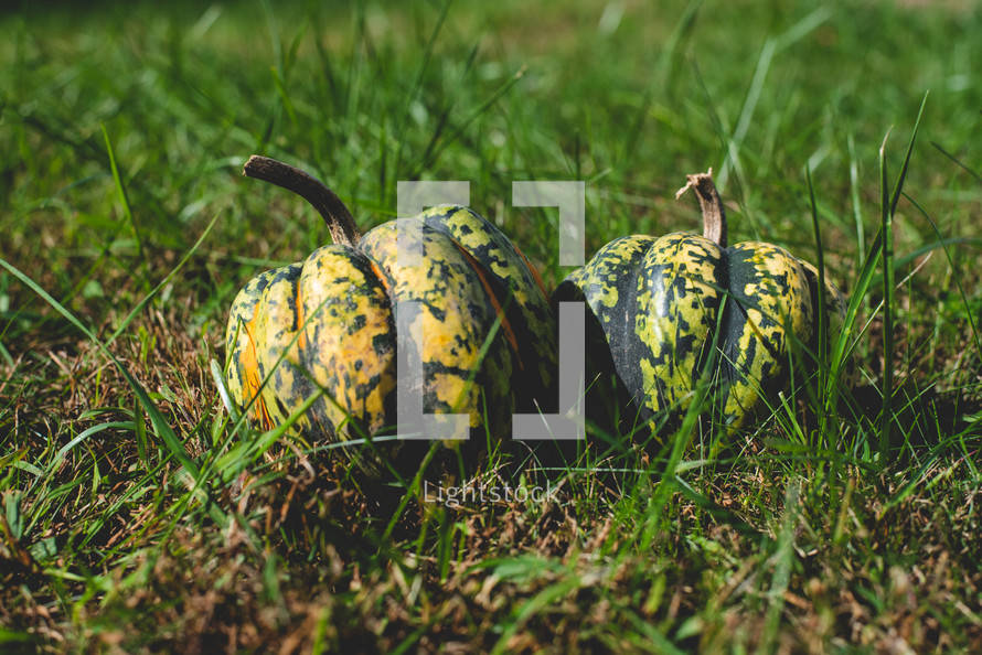 pumpkins in grass