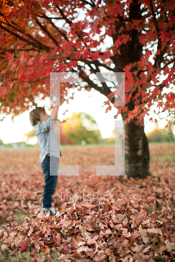 a boy child playing in fall leaves 