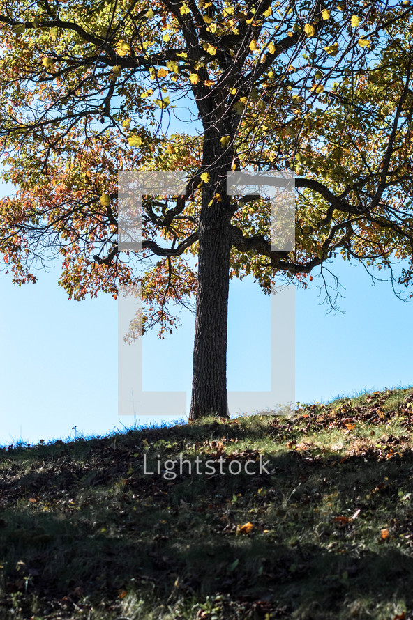 autumn tree on a hilltop 