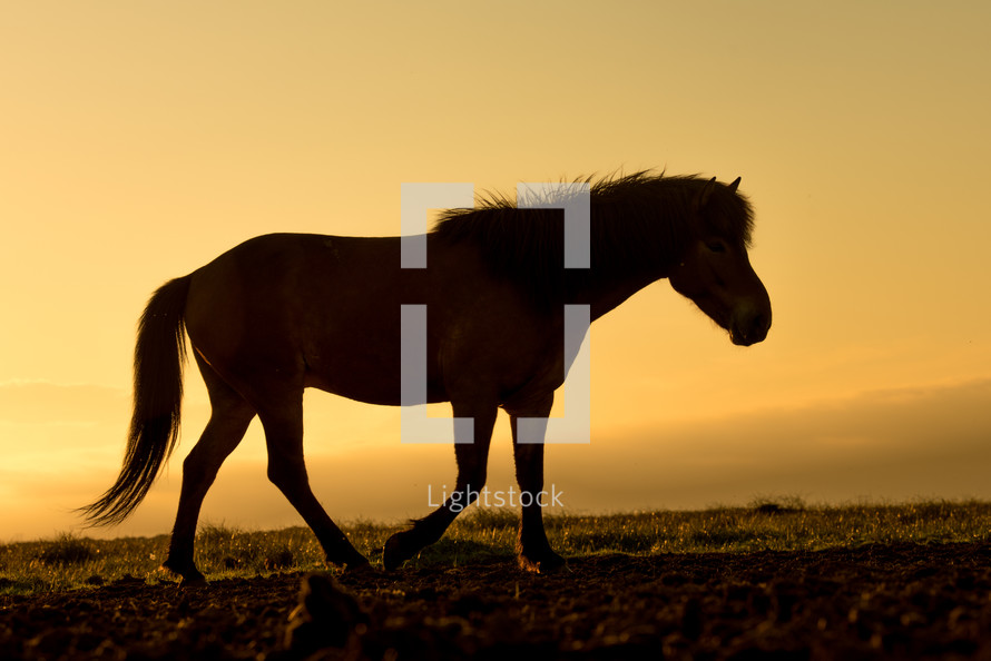 horse at sunset 
