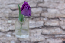 purple tulip in a glass vase 