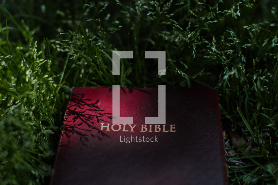 Bible in the grass