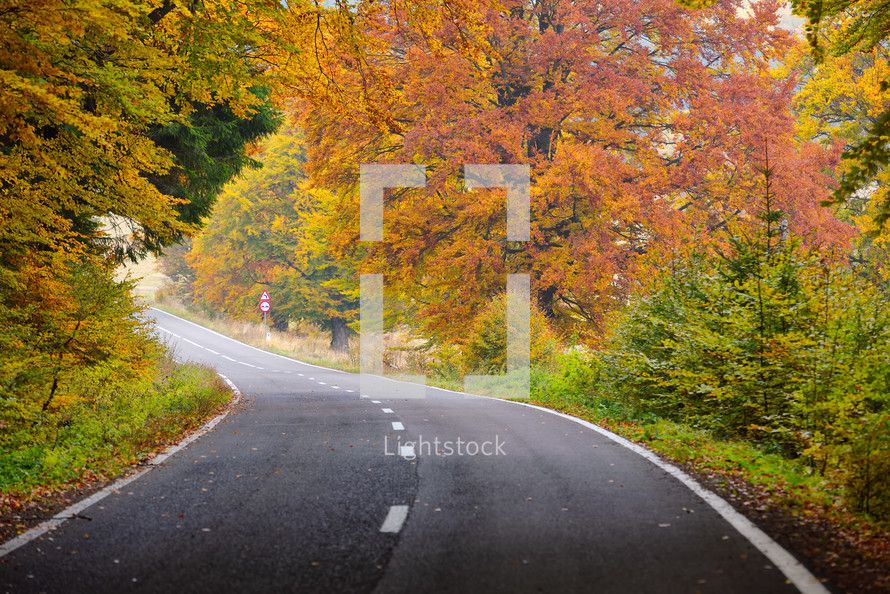 road through an autumn forest 