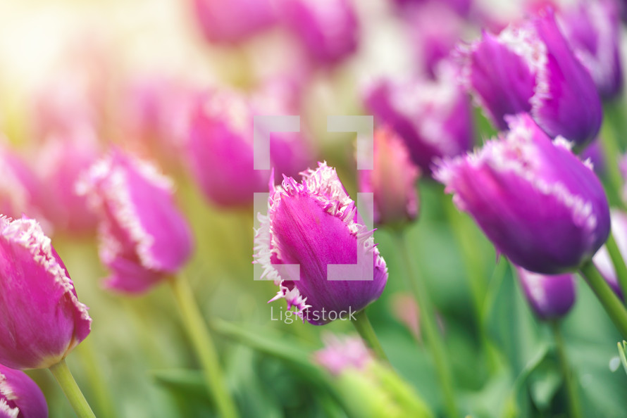 Colorful tulip field, summer flower with green leaf with blurred flower as background