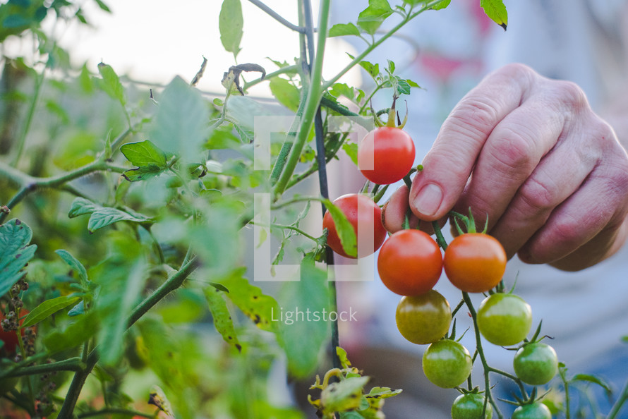 elderly man’s hand  picking cherry tomatoes off of a vine in the summer. 