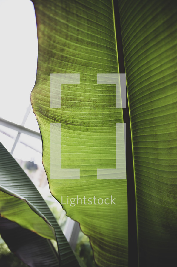 leaf of a house plant 