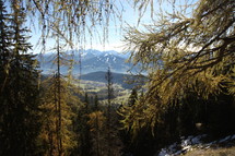 trees and mountain range 