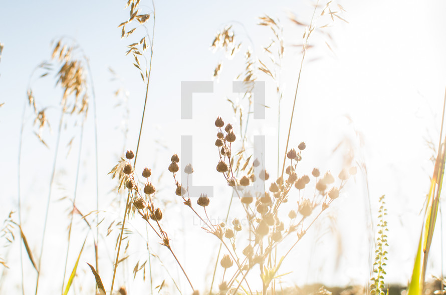 sunlight on dried flowers and grasses 