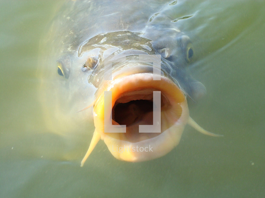 Fish with mouth open in the water.
