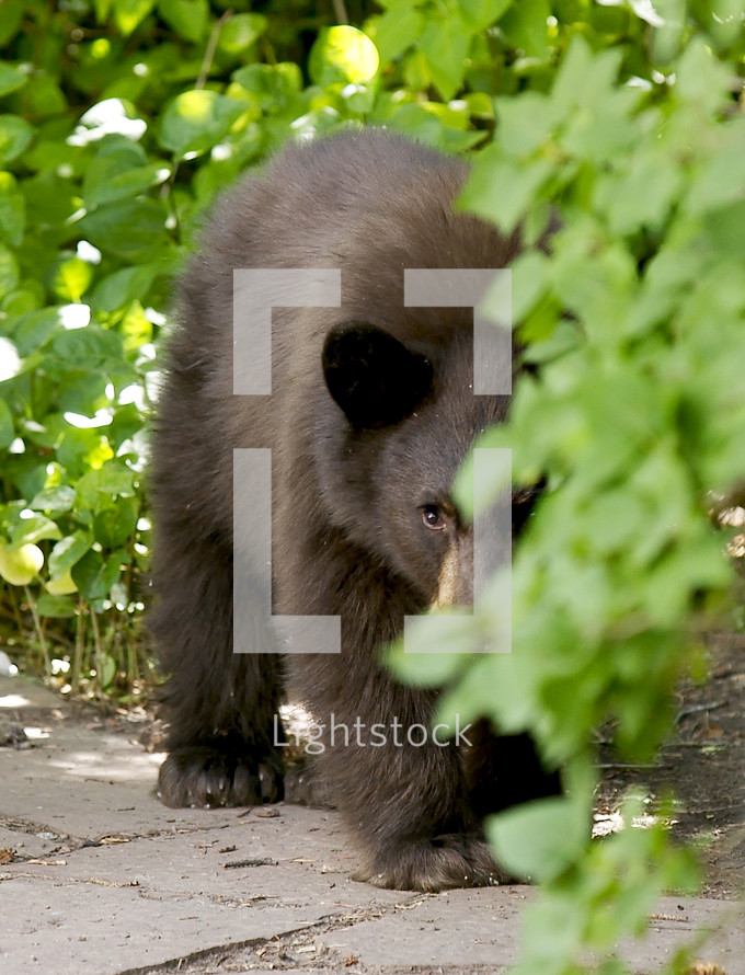 Brown bear cub peeking around bushes.