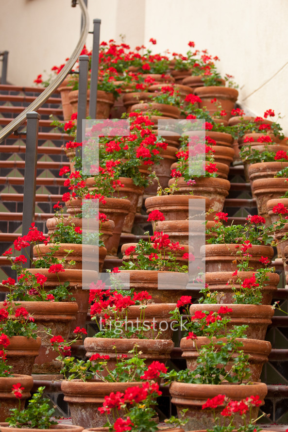 potted plants on steps 
