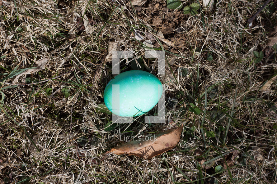 blue robin's egg