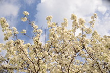 White tree blossoms against the sky.