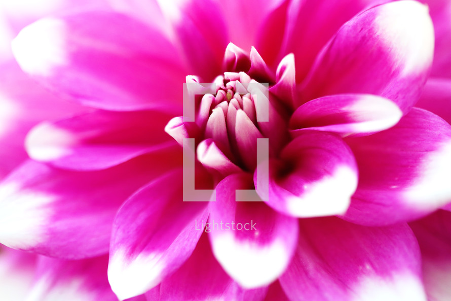 fuchsia Flower closeup 