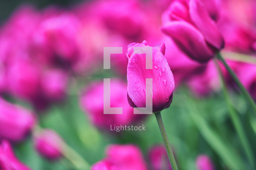 Colorful tulip field, summer flowerwith green leaf with blurred flower as background