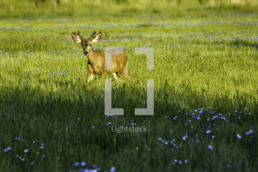 A deer enjoys the morning sunshine in a meadow of blue wildflowers