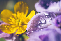 Beautiful purple and yellow flower with raindrops