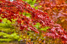Red fall leaves