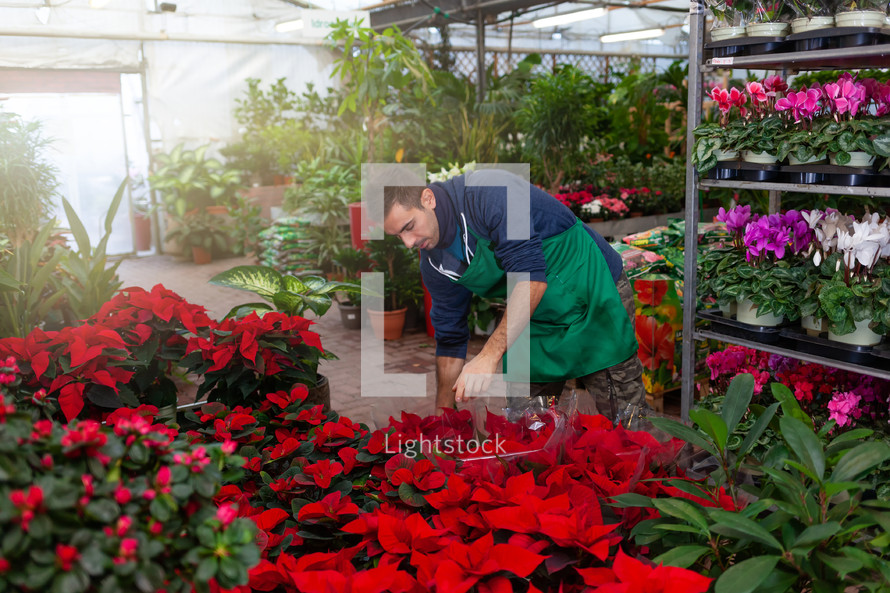 Gardener arranges red poinsettia, or Christmas stars, in a nursery inside a greenhouse