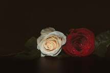 two roses 