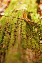 moss growing on a a fallen tree trunk