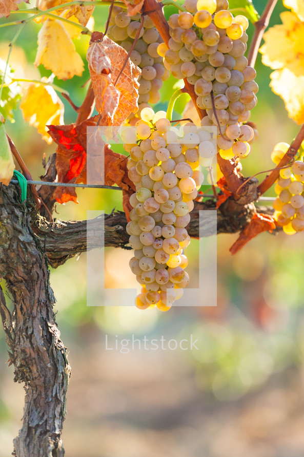 grapes on the vine 