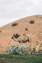 Wild camels in Dubai, United Arab Emirates Wild camels in Dubai, United Arab Emirates 