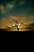 silhouette of a solo barren tree
