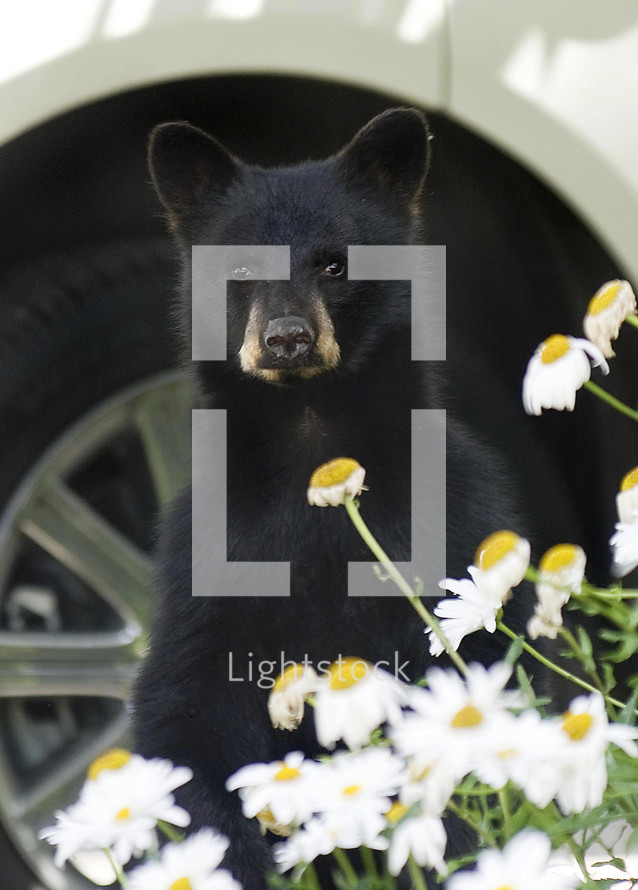 Black bear cub peeking over yellow and white daisies.