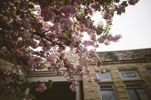 pink spring blossoms in front of a school 