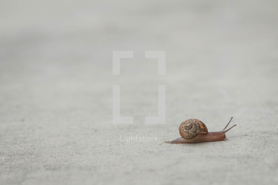 snail on a concrete path