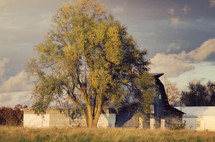 A big tree in front of a  barn.