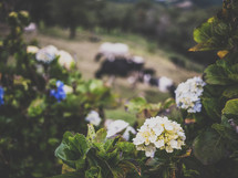 flowers and grazing cows 