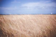 tall brown grasses in a field 