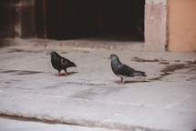 pigeons 