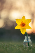 daffodil in a vase outdoors 